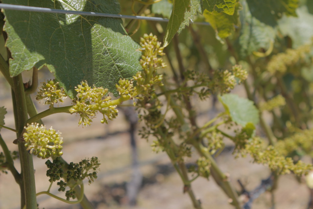 new grapes on the vineyard